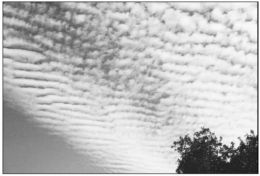 Altocumulus clouds. (Photo by Ralph F. Kresge. Courtesy of National Oceanic and Atmospheric Administration (NOAA) Central Library.)